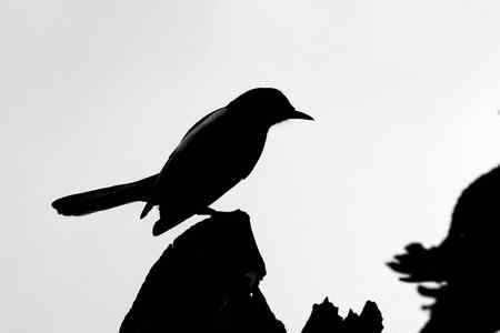 逆光拍摄  鸟的剪影