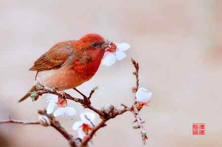 都是“家养的”菜鸟！