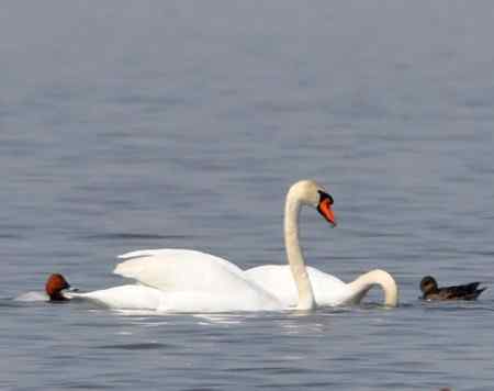 天鹅情侣精彩组图