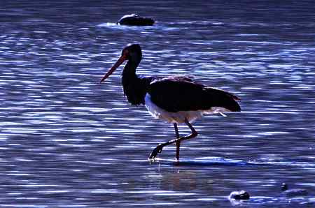 黑鹳-在香格里拉的帕纳海