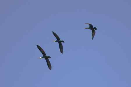 鸬鹚蓝天展翅篇