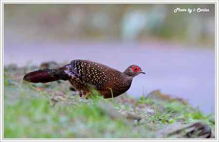 台中大雪山瑰寶——蓝腹鹇、帝雉 台中大雪山瑰寶——蓝腹鹇、帝雉