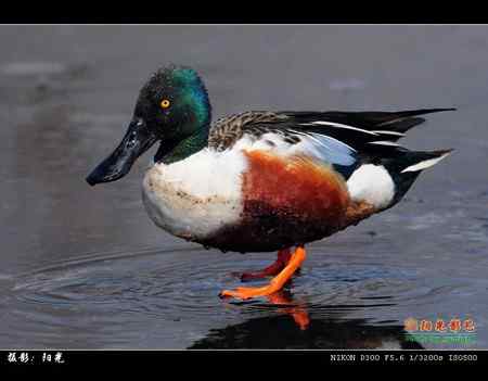 琵嘴鸭高清晰组图