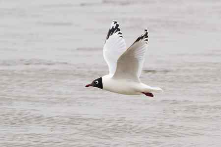 盘锦湿地的水鸟：遗鸥等