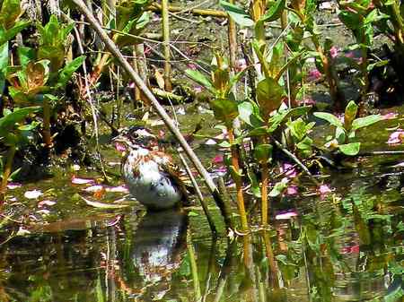 请教鸟名，水中的小鸟