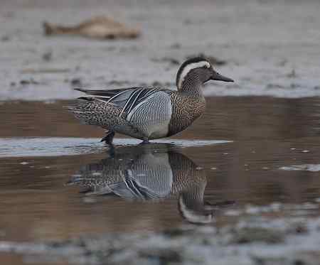 欣赏几张白眉野鸭