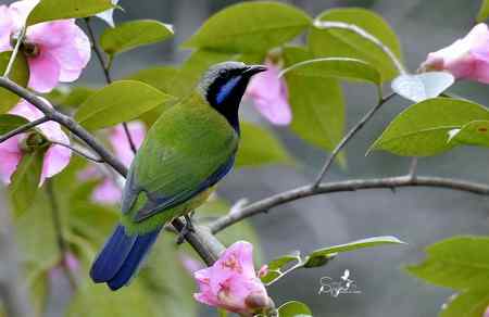 春天杭州的一组林鸟
