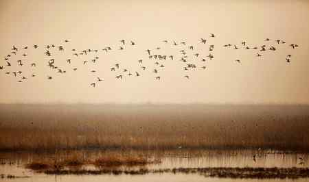 在天津大港湿地拍鸟观鸟