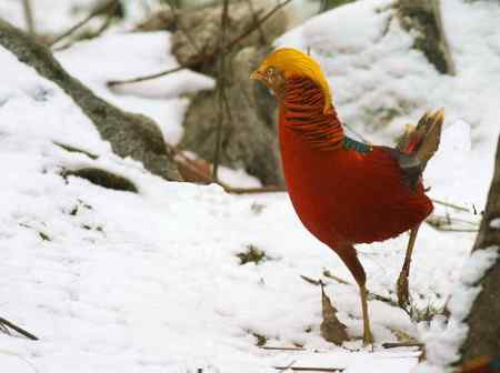 红腹锦鸡报晓贺新春