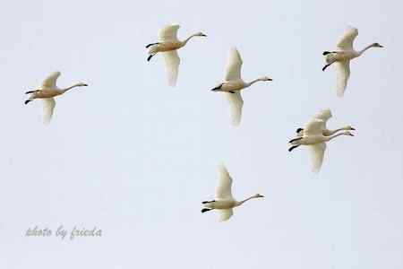 13日颐和园小天鹅