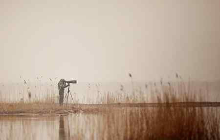 在天津大港湿地拍鸟观鸟