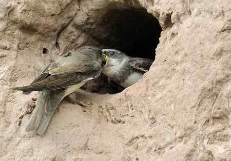 崖沙燕和冠鱼狗