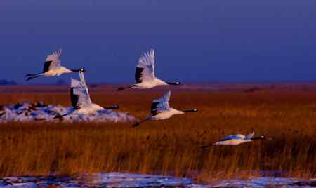 余辉洒浴伴鹤翔