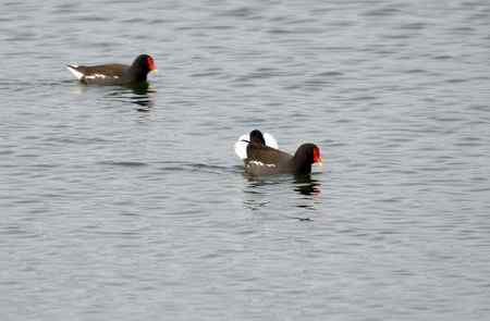 黑水鸡将爱情进行到底