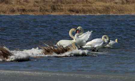 海鹰一号的疣鼻天鹅