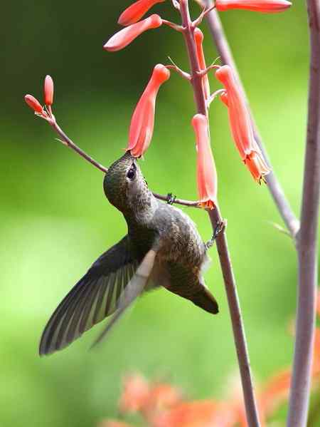 在加州拍的蜂鸟