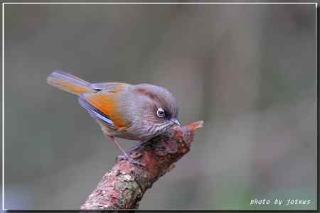 台湾合欢山三千米的驚豔