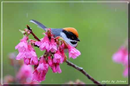 阿里山上的紅頭山雀 阿里山上的紅頭山雀