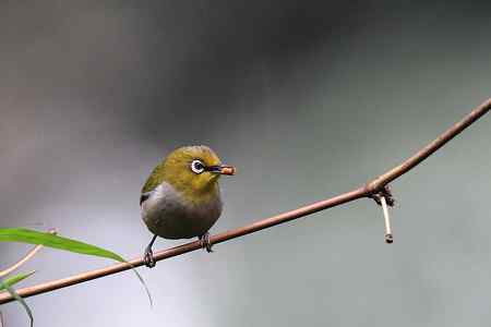 中山大学里的绣眼