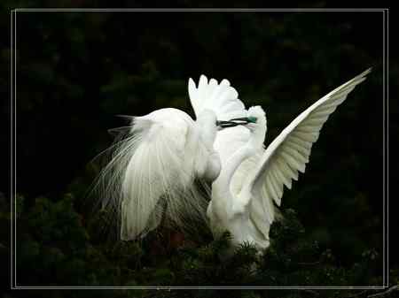 激情象山  白鹭篇（—）