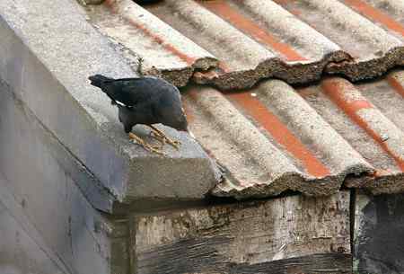 八哥被猫所害 同伴深情的呼唤