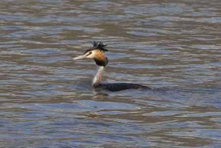 请教鸟名 鸭绿江