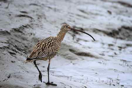 喜见当年大勺鹬