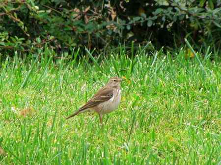 请帮忙识鹨 三门峡所拍