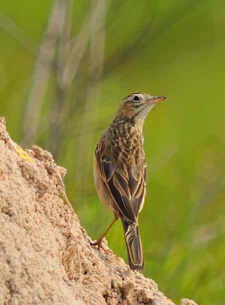 请教一下，这是树鹨还是小云雀？