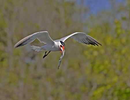美国洛杉矶的燕鸥