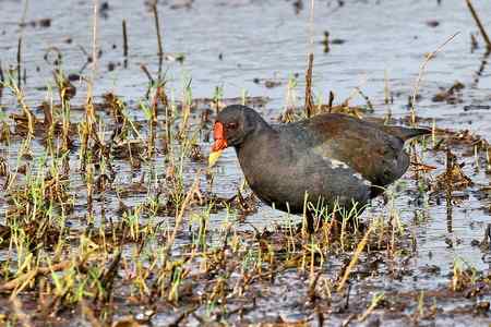 昌江湿地黑水鸡