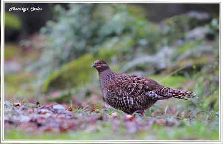 台中大雪山瑰寶——蓝腹鹇、帝雉 台中大雪山瑰寶——蓝腹鹇、帝雉