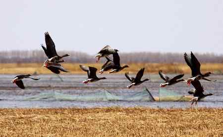 南飞的大雁今天已飞回向海，即将繁衍后代。