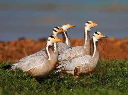 草海斑头雁魅力高清晰组图