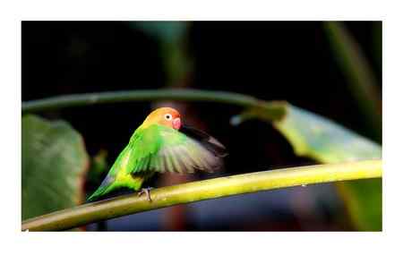 鹦鹉的单杠舞蹈