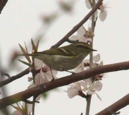 黄眉柳莺逆光拍摄