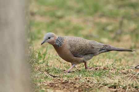 红尾巴鸟钻进灌木丛:灰头鹀回来了! 红尾巴鸟钻进灌木丛:灰头鹀回来了!