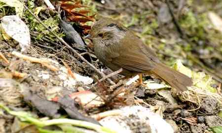 四种不易分辨的雀鹛