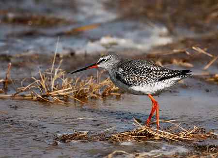 我的早期鸟片──北京野鸭湖的鹤鹬