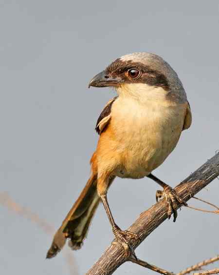 棕背伯劳展风采