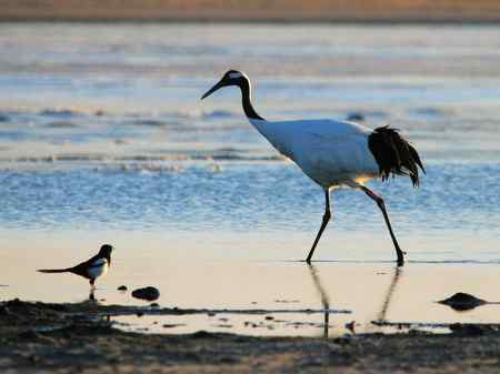 喜鹊喜迎丹顶鹤149家族