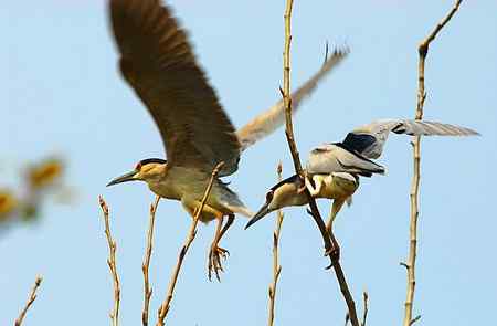 济宁春天的夜鹭