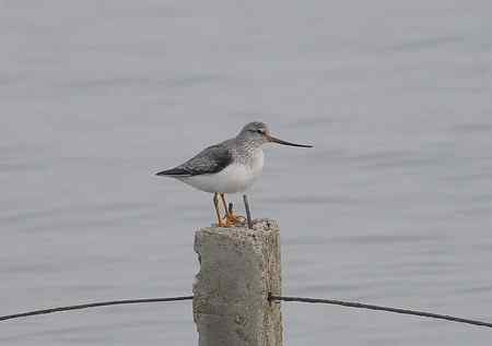 鹬珩类辨认,请指教