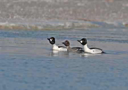 游戏多情的小鹊鸭