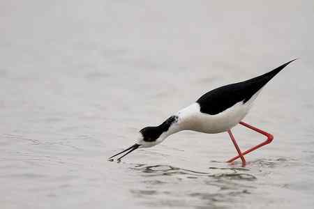 黑翅长脚鹬吃的是什么？