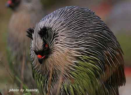 太白山上的血雉