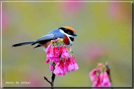 阿里山上的紅頭山雀 阿里山上的紅頭山雀