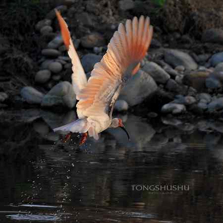 漫步河边小道,惊起朱鹮一只!