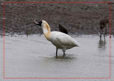 在盐城拍摄到黑脸琵鹭！！！