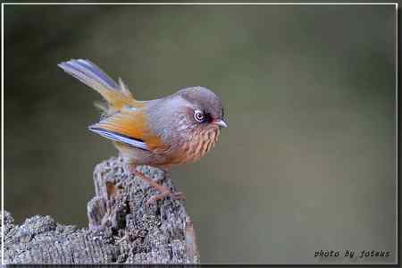 台湾合欢山三千米的驚豔